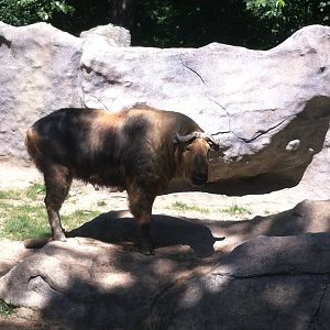 Sichuan Takin
