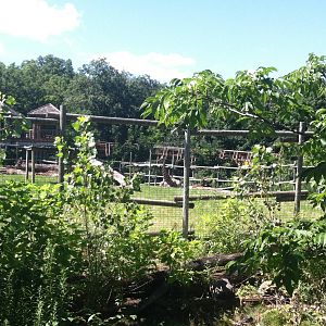 Giraffe/Gerenuk/Gazelle Exhibit