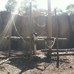 Colobus Monkey