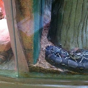 Reptiles Side-by-Side