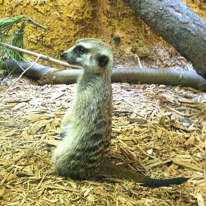 Meerkat