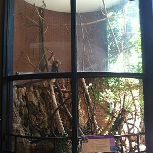 Blyth's Hornbill Exhibit