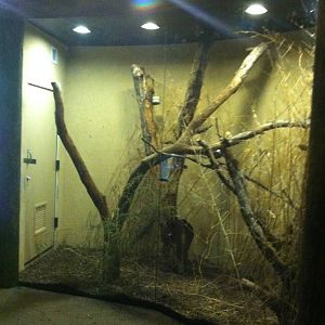 Elephant Shrew Exhibit