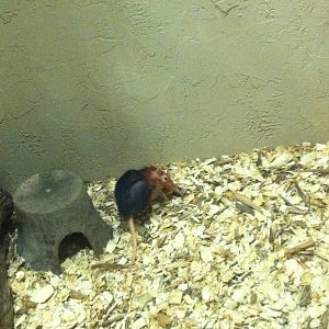 Black-and-Rufous Elephant Shrew