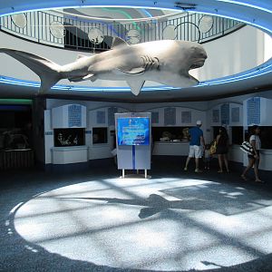 Aquarium Pyramid - Seahorse Section