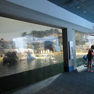 Aquarium Pyramid - Penguin Exhibit (5 species) - with a incredible two-stor