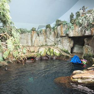 Aquarium Pyramid - California Sea Lion/Harbour Seal/Northern Fur Seal Exhib