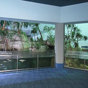 Aquarium Pyramid - Stingray/Mangrove Forest Exhibit