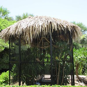 Common Marmoset Exhibit