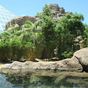 Rainforest Pyramid - Giant River Otter Exhibit - enormous!