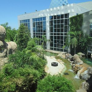 Rainforest Pyramid - Giant River Otter Exhibit - enormous!