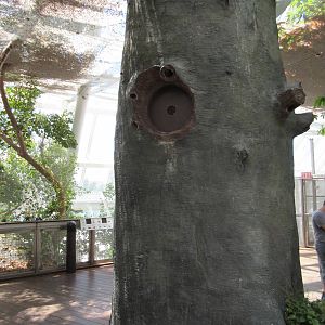 Rainforest Pyramid - fake tree in butterfly zone