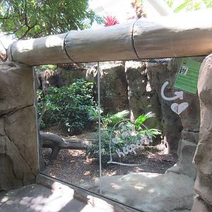 Rainforest Pyramid - Komodo Dragon Exhibit