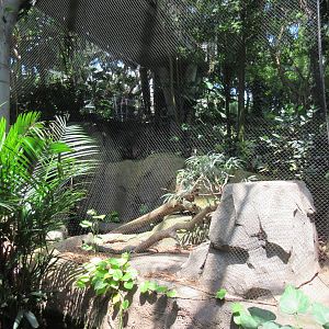 Rainforest Pyramid - Crocodile Monitor Exhibit