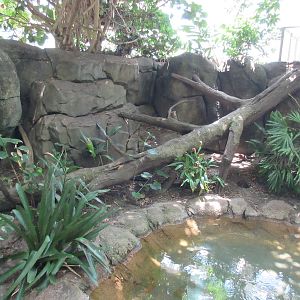 Rainforest Pyramid - Ocelot Exhibit