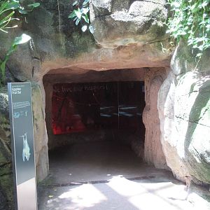 Rainforest Pyramid - Bat Cave (Egyptian Fruit Bats)