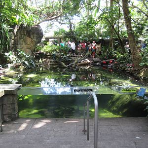 Rainforest Pyramid - South American Pool (14 Species)