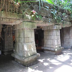 Rainforest Pyramid - Temple Theme