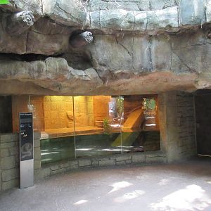 Rainforest Pyramid - Green Anaconda Exhibit