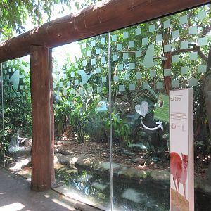Rainforest Pyramid - Blue Duiker Exhibit