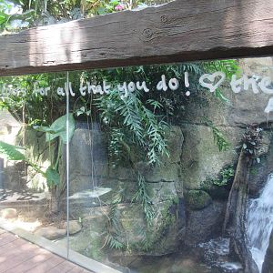 Rainforest Pyramid - Caiman Lizard Exhibit