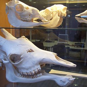 Giraffe and Guanaco (top) skulls