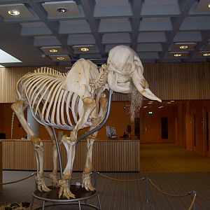 Asian Elephant skeleton
