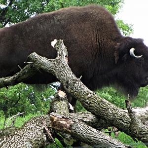 American Bison