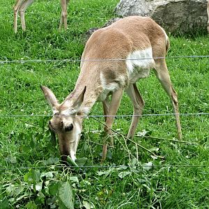 American Pronghorn