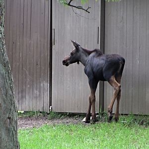 "Ojibwe" the Orphaned Moose Calf