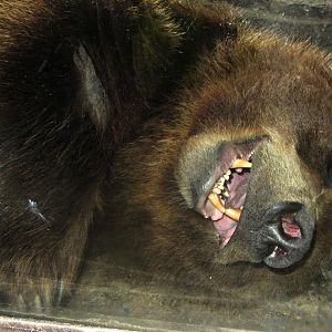 What Big Teeth You Have!