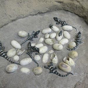 Baby Alligators (fake ones)