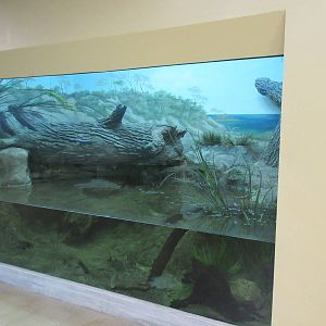 American Alligator Exhibit