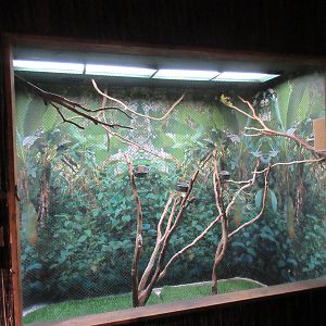 Green Aracari Exhibit