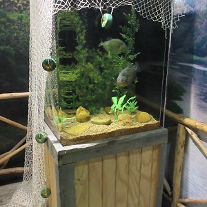 Red-Bellied Piranha Exhibit - small tank
