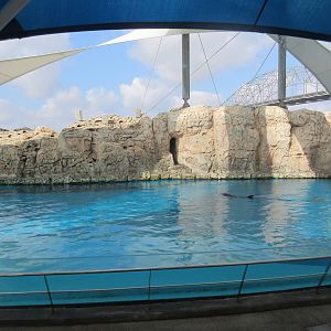 Bottlenose Dolphin Exhibit