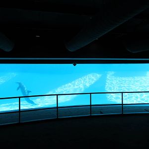 Bottlenose Dolphin Exhibit