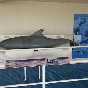 Dolphin Hospital Interpretative Station