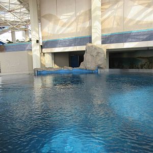 Sea Turtle Pools (4 Species)