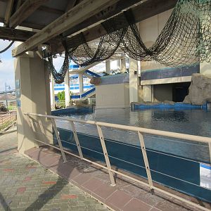 Sea Turtle Pools (4 Species)