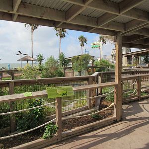 American Alligator Exhibit