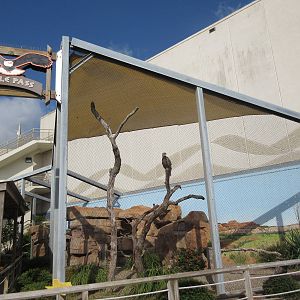 Eagle Pass - Bald Eagle Exhibit