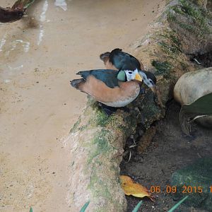 african pygmy goose