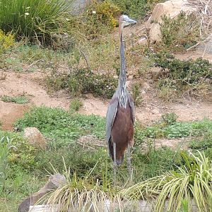 goliath heron