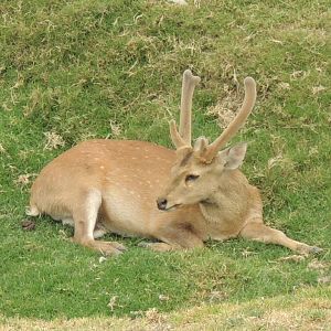 hog deer