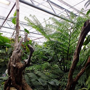 View of the Lowland Rainforest Area