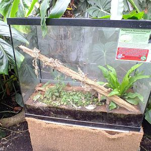 Madagascan Hissing Cockroach Enclosure