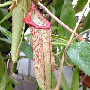 Pitcher Plant