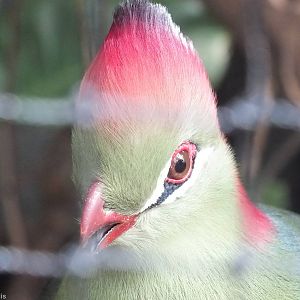 Fischer's Turaco