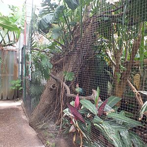 Enclosure for Fischer's Turaco